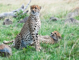 UPDATES BY THE MARA PREDATOR CONSERVATION PROGRAMME ON CHEETAHS IN THE GREATER MARA ECOSYSTEM