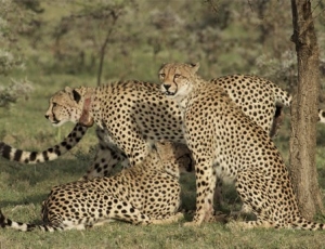 Mara Cheetah Project-Update