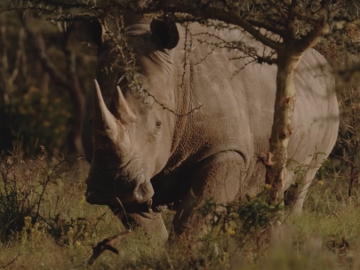 Reflecting on the conservation of the earth’s wildlife and wild places - White Rhino & "Great White”